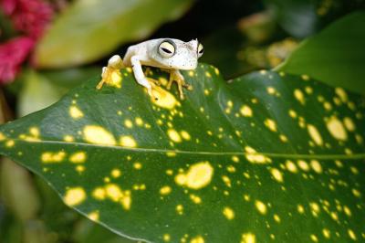 Un tercio de las más de 1000 especies de aves que se encuentran en panamá se pueden enco