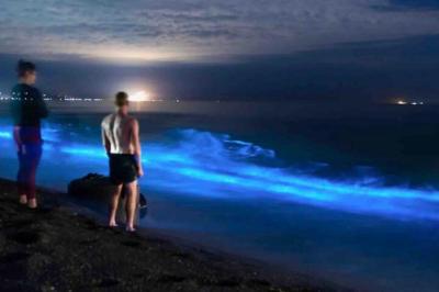 Discover the captivating wonder of bioluminescence in bocas del toro on our unforgettable 